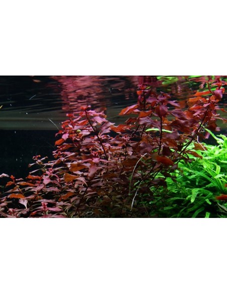 Ludwigia palustris