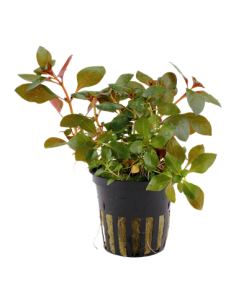 Ludwigia repens 'Rubin'