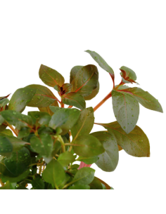 Ludwigia repens 'Rubin' 2