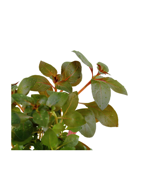 Ludwigia repens 'Rubin'