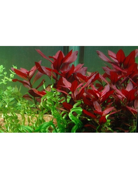 Ludwigia repens 'Rubin'