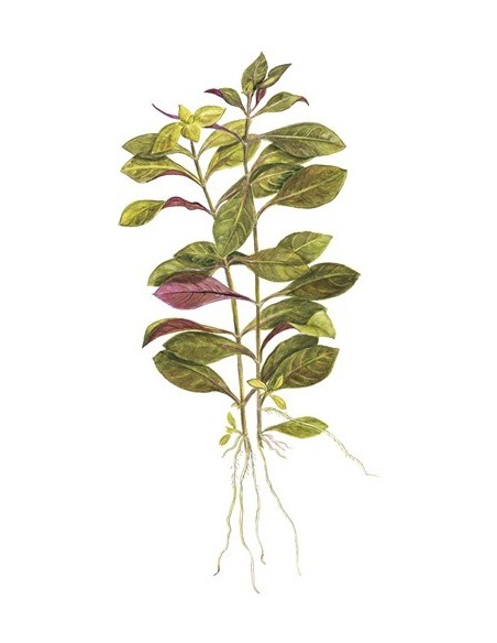 Ludwigia repens 'Rubin'