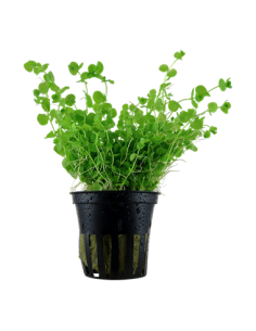 Micranthemum umbrosum