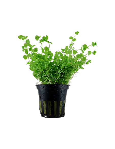 Micranthemum umbrosum