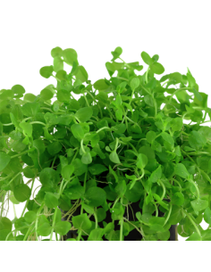 Micranthemum umbrosum 2