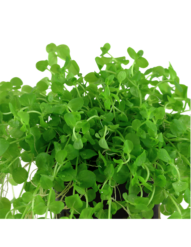 Micranthemum umbrosum