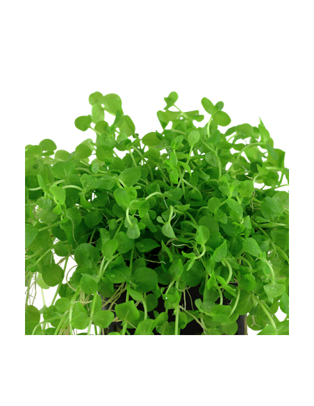 Micranthemum umbrosum