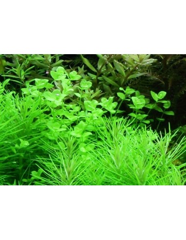 Micranthemum umbrosum