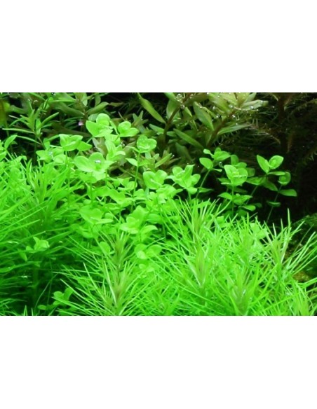 Micranthemum umbrosum