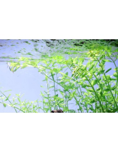 Micranthemum umbrosum