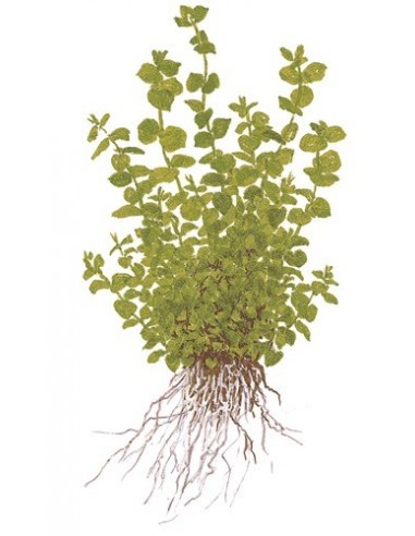 Micranthemum umbrosum