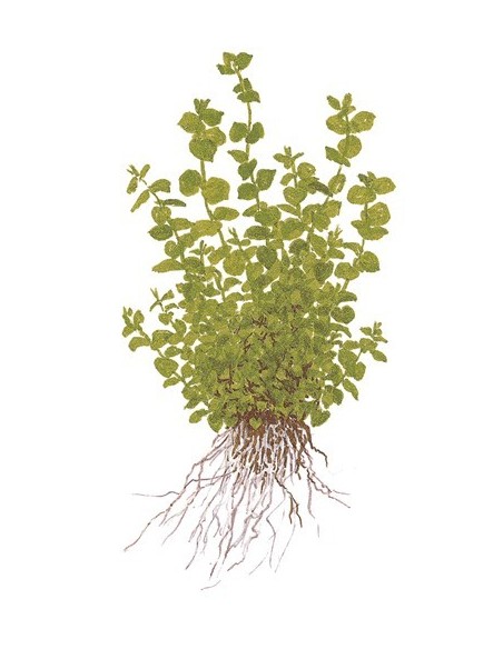 Micranthemum umbrosum