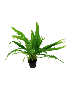 Microsorum pteropus 2