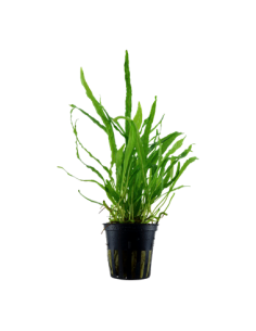 Microsorum pteropus 'Narrow'