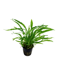 Microsorum pteropus 'Narrow' 2