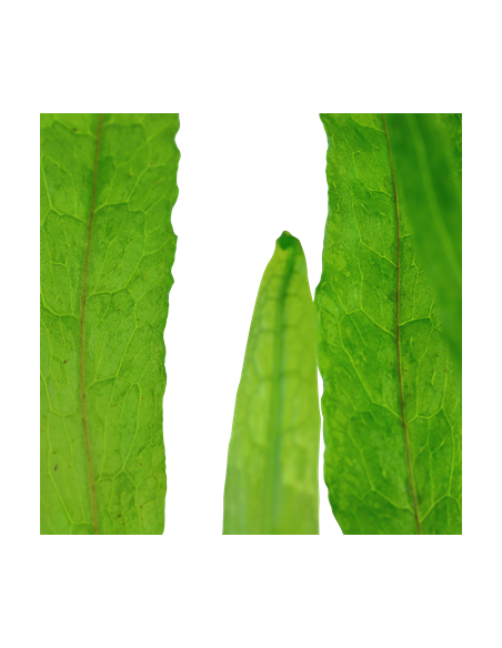 Microsorum pteropus 'Narrow'