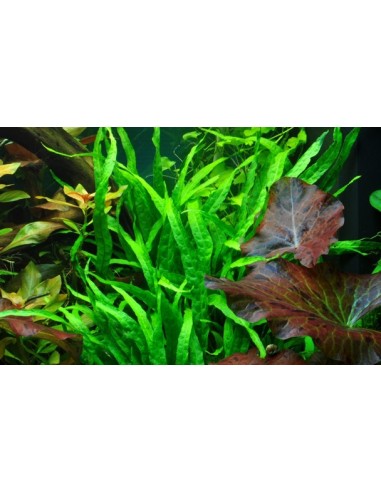 Microsorum pteropus 'Narrow'