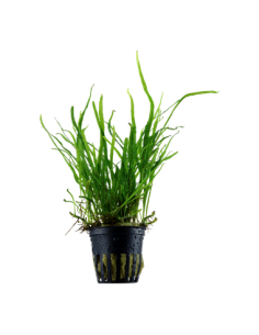 Microsorum pteropus 'Trident'