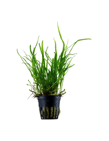 Microsorum pteropus 'Trident'