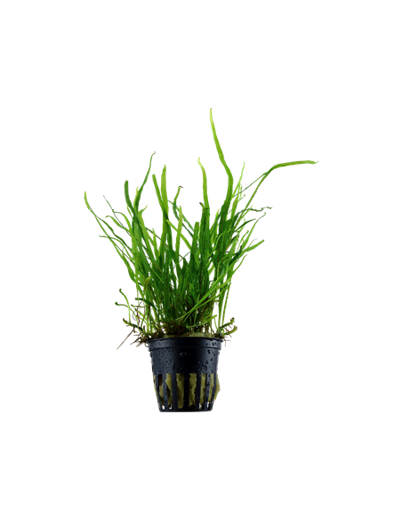 Microsorum pteropus 'Trident'