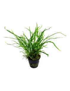 Microsorum pteropus 'Trident' 2