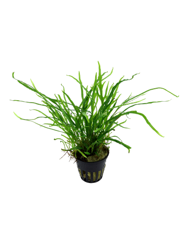 Microsorum pteropus 'Trident'