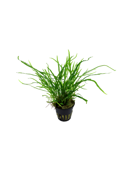 Microsorum pteropus 'Trident'