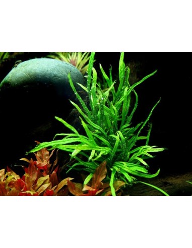 Microsorum pteropus 'Trident'