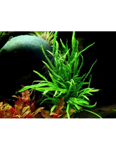 Microsorum pteropus 'Trident'