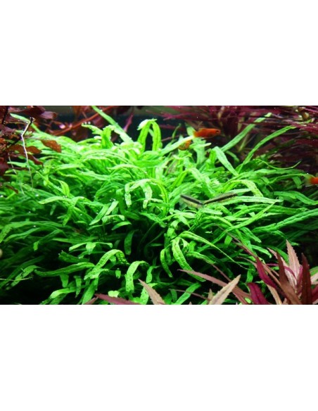 Microsorum pteropus 'Trident'