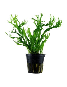 Microsorum pteropus 'Windeløv'