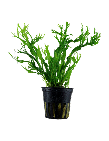 Microsorum pteropus 'Windeløv'