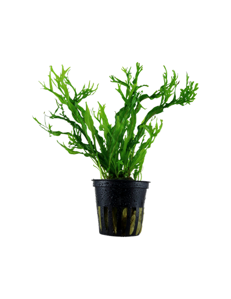 Microsorum pteropus 'Windeløv'