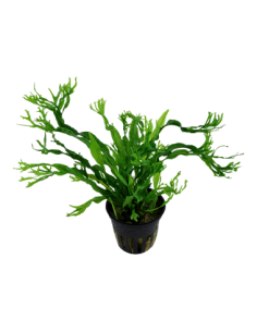 Microsorum pteropus 'Windeløv' 2