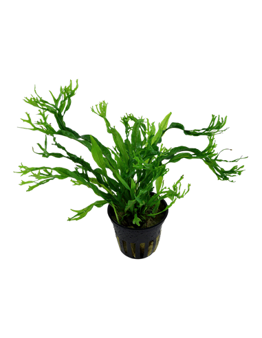 Microsorum pteropus 'Windeløv'