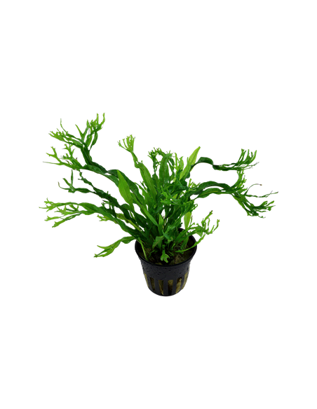 Microsorum pteropus 'Windeløv'