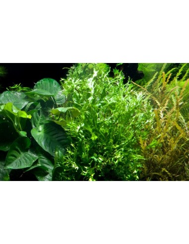 Microsorum pteropus 'Windeløv'