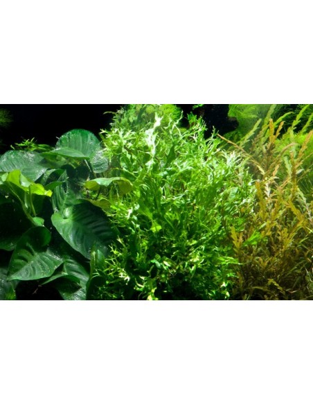 Microsorum pteropus 'Windeløv'