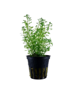 Myriophyllum mattogrossense