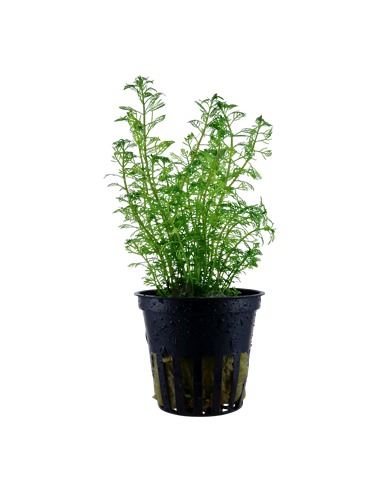 Myriophyllum mattogrossense