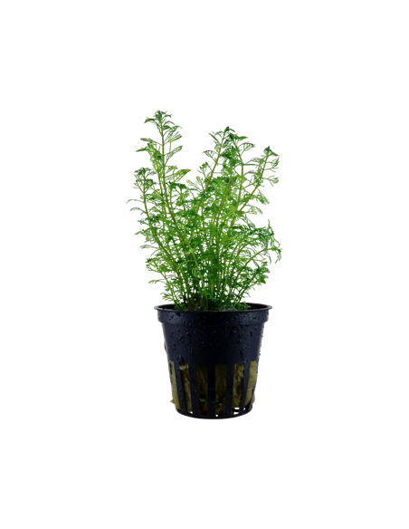 Myriophyllum mattogrossense