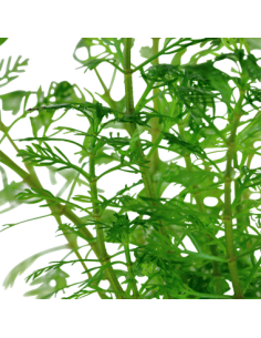 Myriophyllum mattogrossense 2