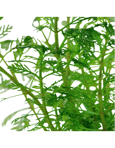 Myriophyllum mattogrossense