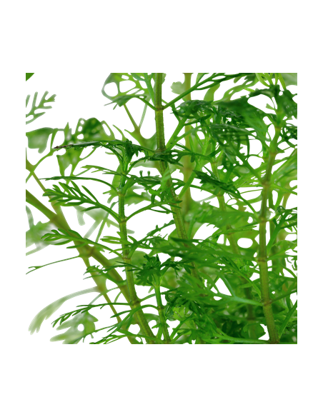 Myriophyllum mattogrossense