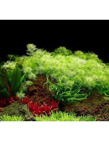 Myriophyllum mattogrossense