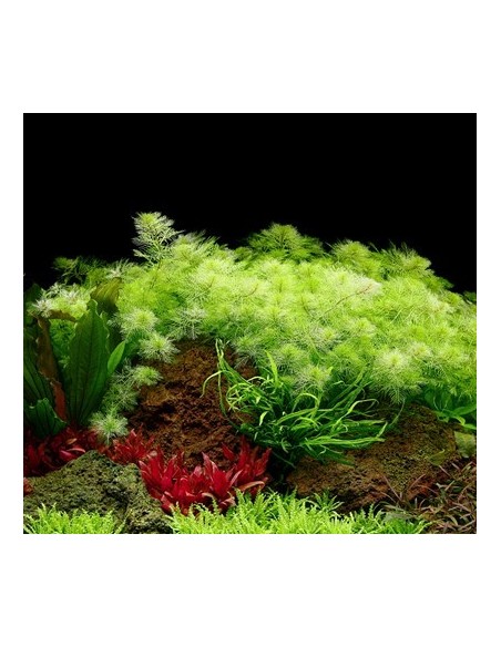 Myriophyllum mattogrossense