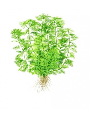 Myriophyllum mattogrossense