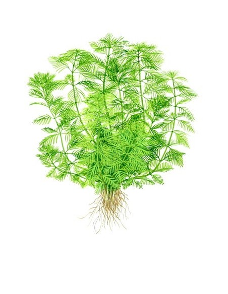 Myriophyllum mattogrossense