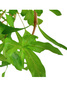 Nesaea crassicaulis 2