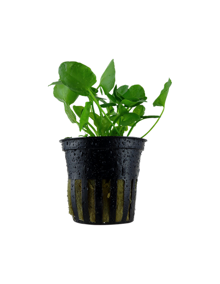 Nymphoides hydrophylla 'Taiwan'